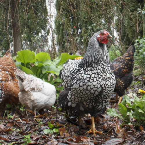 Long-term wet weather poses a threat to fowls’ health.